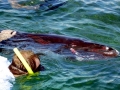 Dwarf Sperm Whale