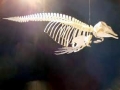 Dwarf Sperm Whale