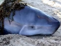 Dwarf Sperm Whale