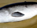 Dwarf Sperm Whale