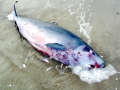 Dwarf Sperm Whale