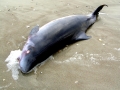 Dwarf Sperm Whale