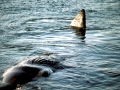 Dwarf Sperm Whale