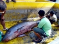 Dwarf Sperm Whale