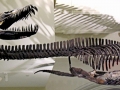 Elasmosaurus