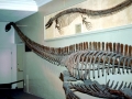 Elasmosaurus