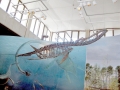 Elasmosaurus