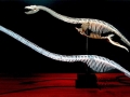 Elasmosaurus
