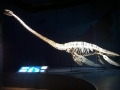 Elasmosaurus