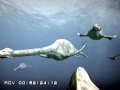 Elasmosaurus