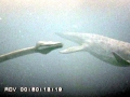 Elasmosaurus