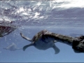 Elasmosaurus