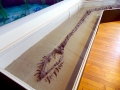 Elasmosaurus