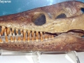 Elasmosaurus