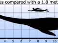 Elasmosaurus