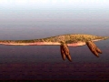 Elasmosaurus