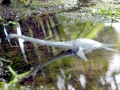 Elasmosaurus