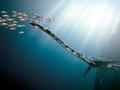 Elasmosaurus