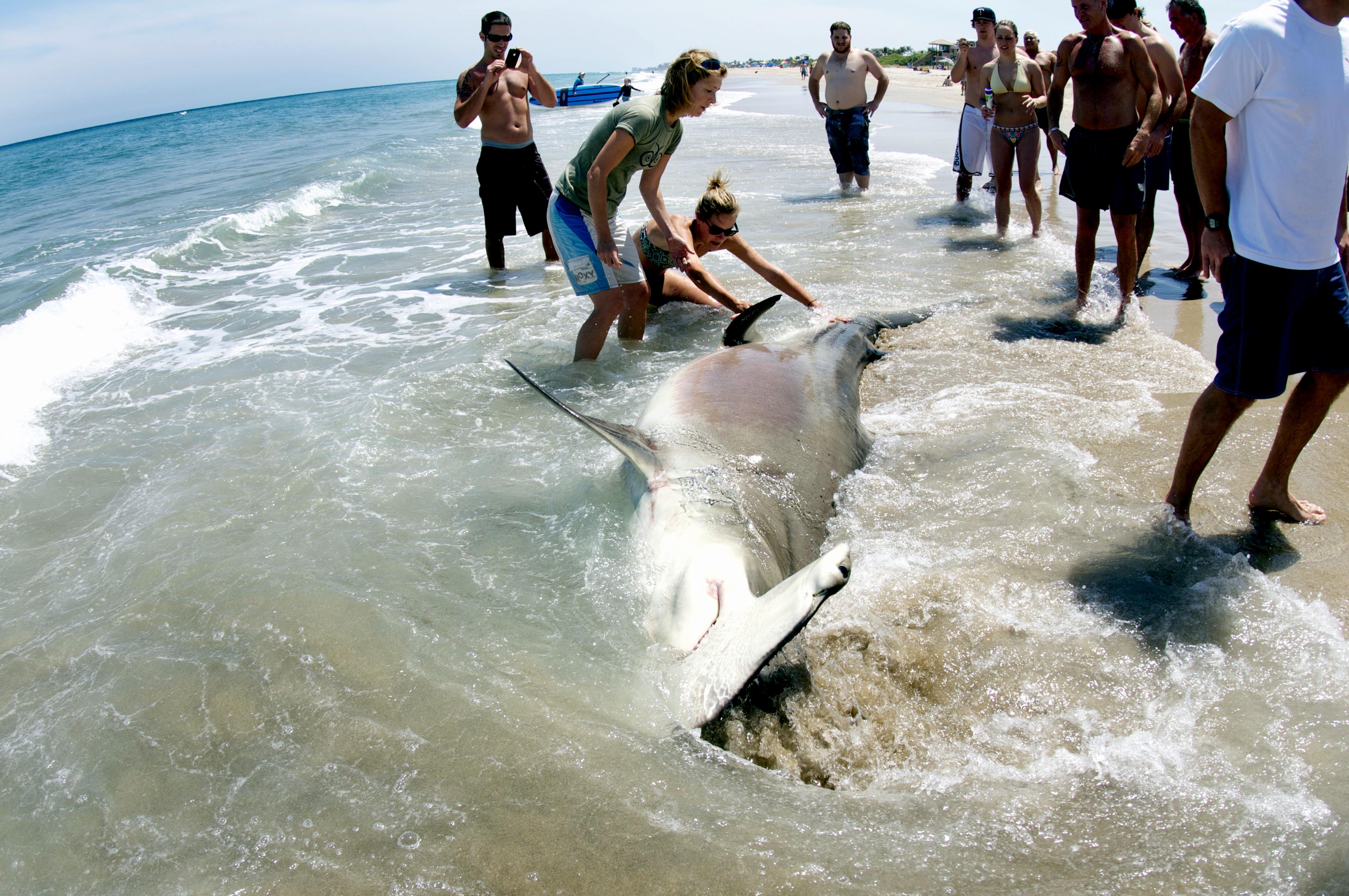 Нападение акул в шарм эль. Нью Смирна Бич Флорида акулы. Пляж Нью Смирна Бич акулы. Акулы Средиземного моря Турция. Акулы в Майами.