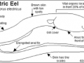 Electric Eel