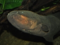 Electric Eel