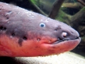 Electric Eel