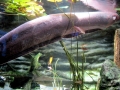 Electric Eel