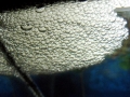 Electric Eel