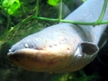 Electric Eel