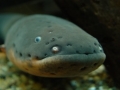 Electric Eel