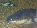 Electric Eel