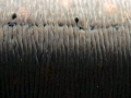 Electric Eel