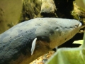 Electric Eel