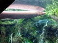 Electric Eel