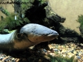Electric Eel