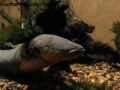 Electric Eel