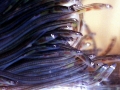 Electric Eel