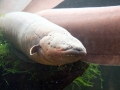 Electric Eel