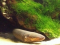 Electric Eel