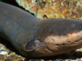 Electric Eel