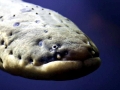 Electric Eel