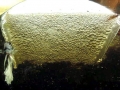 Electric Eel