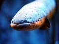 Electric Eel