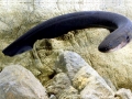 Electric Eel