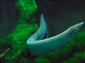 Electric Eel