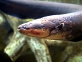 Electric Eel