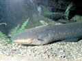 Electric Eel