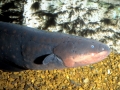 Electric Eel