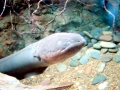 Electric Eel