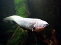 Electric Eel